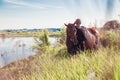 Young man riding a horse in the field Royalty Free Stock Photo