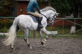 Young man riding white horse on equestrian sport training Royalty Free Stock Photo