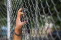 The young man`s hand clinging to the lattice fence outside the building due to imprisonment. The idea of imprisoning prisoners of