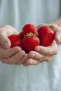 Man`s Hands Holding Strawberries