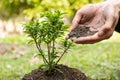 The young man's hands are planting young seedlings on fertile ground Royalty Free Stock Photo
