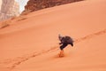 Young man sand dune surfing wearing bisht - traditional Bedouin coat. Sandsurfing is one of the attractions in Wadi Rum desert