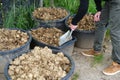 young man scoops up horse dung, manure, horse apples, in large bucket into scoop, shovel, agricultural, natural fertilizer for Royalty Free Stock Photo