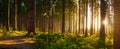 Young man in silent forrest with sunlight