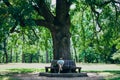 A young man is sitting on a bench near a tall tree. Man on a bench in a green park. Handsome young man in shorts on a wooden bench