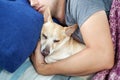 Young man sleeping with a dog. Man and dog sleeping together in sofa. Pet Allergies concept. Owner with pet together at home. Guy Royalty Free Stock Photo