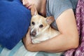 Young man sleeping with a dog. Man and dog sleeping together in sofa. Pet Allergies concept. Owner with pet together at home. Guy Royalty Free Stock Photo