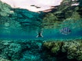 Young man snorkeling at coral reef in tropical sea Royalty Free Stock Photo