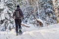 Young man snowshoeing in winter, in the Quebec eastern township