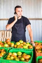 Young man speak on phone with costumers in front collect tomatoes boxes at greenhouse. Online phone sales of tomato orders of cos Royalty Free Stock Photo