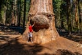 Young man standing by the huge sequoia tree in the Sequoia National Park. Royalty Free Stock Photo