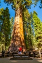 Young man standing by the huge sequoia tree in the Sequoia National Park. Royalty Free Stock Photo
