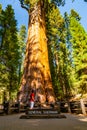 Young man standing by the huge sequoia tree in the Sequoia National Park. Royalty Free Stock Photo