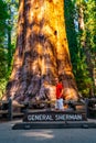 Young man standing by the huge sequoia tree in the Sequoia National Park. Royalty Free Stock Photo