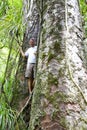 Young Man Standing Between Two Giant Trees In Kauri Forests