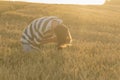 A young man in a striped T-shirt shoots a sunset in a wheat field on a phone that is mounted on a tripod.