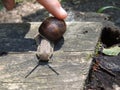 The young man stroked the snail with his finger