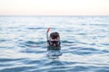 Young man swiming in a diving mask Royalty Free Stock Photo