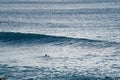 Young man swimming with surfboard for catching big waves on Pacific ocean, Hanga Roa, Easter Island, Chile Royalty Free Stock Photo