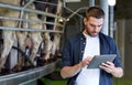 Young man with tablet pc and cows on dairy farm Royalty Free Stock Photo