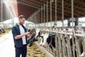 Young man with tablet pc and cows on dairy farm Royalty Free Stock Photo