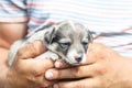 a young man with tanned arms is holding a very small puppy. the baby is petting him. daylight. close-up