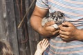 a young man with tanned arms is holding a very small puppy. the baby is petting him. daylight. close-up