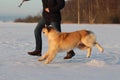 A young man training his dog golden retriever. Royalty Free Stock Photo