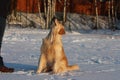 A young man training his dog golden retriever. Royalty Free Stock Photo