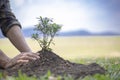 Young man transplanted small seedlings into mineral rich potting soil and prepared to water the plants, Plants help increase oxyge Royalty Free Stock Photo