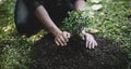 Young man transplanted small seedlings into mineral rich potting soil and prepared to water the plants, Plants help increase oxyge