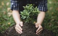 Young man transplanted small seedlings into mineral rich potting soil and prepared to water the plants, Plants help increase oxyge Royalty Free Stock Photo