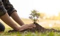 Young man transplanted small seedlings into mineral rich potting soil and prepared to water the plants, Plants help increase oxyge Royalty Free Stock Photo