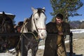 Young man and two horses in a horse barn Royalty Free Stock Photo