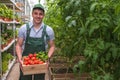 A young man in uniform works in a greenhouse. Fresh season vegetables. Happy man with crate tomatoes.