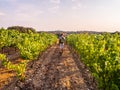 Young man walking among vines in a vineyard in Alentejo region, Royalty Free Stock Photo