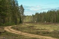 A young man walks down an old country road through a green pine forest. Royalty Free Stock Photo