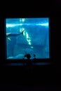 Young man watching fish in a darkest room