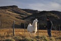 Young man watching a patagonian Llama in Patagonia, Argentina