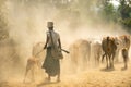 Young man wearing a hat dressed in Burmese people is driving a herd of cows to walk on the road