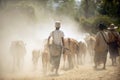 Young man wearing a hat dressed in Burmese people is driving a herd of cows to walk on the road