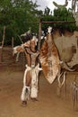 Young man wears traditional Zulu warrior