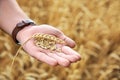 Young man with wheat grains in field, closeup Royalty Free Stock Photo