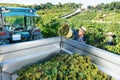 Man winemaker in hat loading harvest of grapes to agrimotor