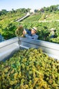 Man winemaker in hat loading harvest of grapes to agrimotor