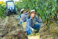 Young man winemaker picking harvest of grapes in vineyard at fields