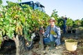 Young man winemaker picking harvest of grapes in vineyard at fields