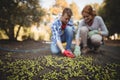 Young man and woman collecting olives at farm Royalty Free Stock Photo