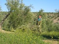 Young man working in the field burning olive branches