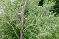 Worker Trimming a Tall Tree Royalty Free Stock Photo